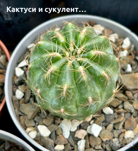Кактус Oroya Peruviana var minima , снимка 3 - Градински цветя и растения - 54593992
