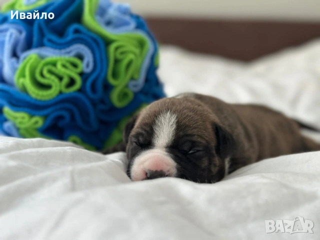 Американски Стафордширски Териер, снимка 4 - Американски стафордширски териер - 54329768