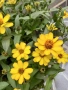 Zinnia angustifolia / Циния нискостеблена, снимка 2