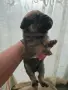 🐾 Очарователни бебета мопс търсят своите любящи семейства! 🐾, снимка 7
