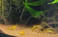 Сомче, сомче corydoras gold laser, gold stripe, снимка 5