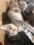 Шотландски клепоухи правоухи котета британски котки, снимка 10