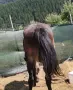скопен кон много кротък , снимка 5