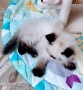 Персийско хималайско момиче , снимка 3