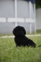 Той пудел Toy poodle, снимка 8