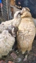 Продавам 2бр.кочове, снимка 5