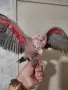 Бебе розово какаду , снимка 6