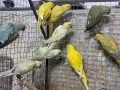 продавам малки александри, снимка 1