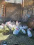продавам калифорнийски зайци, снимка 5