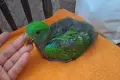 Ръчно хранени папагали Еклектус , снимка 2