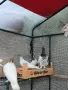 унгарски високолетачи бързаци, снимка 7