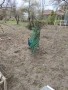 Продавам яйца от пауни , снимка 2