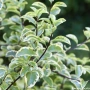 Питоспорум, Pittosporum Tenuifolium Variegatum, снимка 3