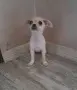 чихуахуа момиченца, снимка 7