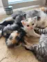 Домашни Котенца с Хигиенни Навици и Доставка до Вашия Град, снимка 17