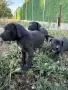  Кученца Кане корсо, снимка 5