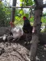 продавам кокошка и петел , снимка 3
