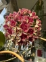 Hoya Хоя Cinnamomifolia var.purpureofurca , снимка 3
