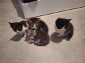 Подарявам котета, снимка 3
