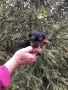 СУПЕР МИНИ ЙОРКИТА Доставка, снимка 2
