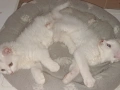 Турски ангори чистокръвни!, снимка 1
