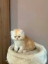 Персийски котенца , снимка 3