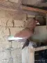 Продавам гълъби демкежи, снимка 3