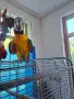 Парот Център Бургас ,продава кротка синьо жълта ара , снимка 4