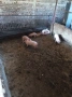 Домашни прасенца, снимка 3