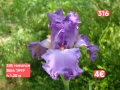 Ириси за продажба 18 броя обява 1, снимка 9