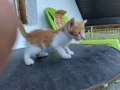 4-ри страхотни котенца!, снимка 3