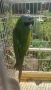 Розовогърд александър 🦜 Китайски Алексанри , снимка 10