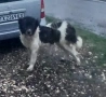 Женско българско овчарско куче, снимка 2