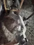 Мз трофи 175 es 1, снимка 13