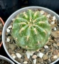 Кактус Oroya Peruviana var minima , снимка 3
