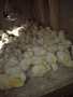 Продавам бройлерни пилета, снимка 1