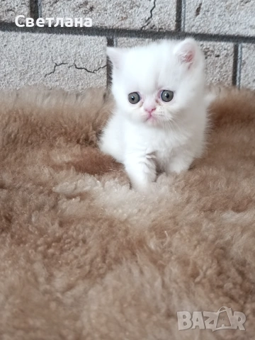 Женско котенце 🐈, снимка 3 - Персийска - 55248684
