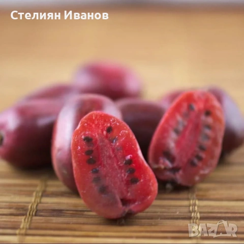 Розово голо, студоустойчиво, самоопрашващо се киви (Actinidia arguta 'Ken's Red'), снимка 2 - Градински цветя и растения - 54015917