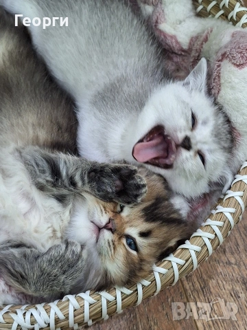 Британски късокосмести, снимка 8 - Британска късокосместа - 54100765