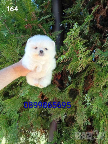 Мъжки мини Померан. Реални снимки !!!