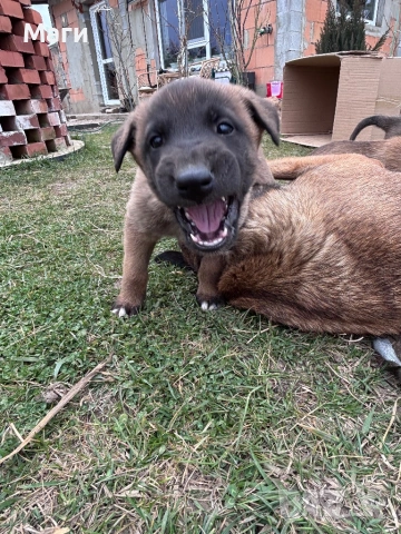 Белгийски овчарки , снимка 2 - Белгийска овчарка - 53951046