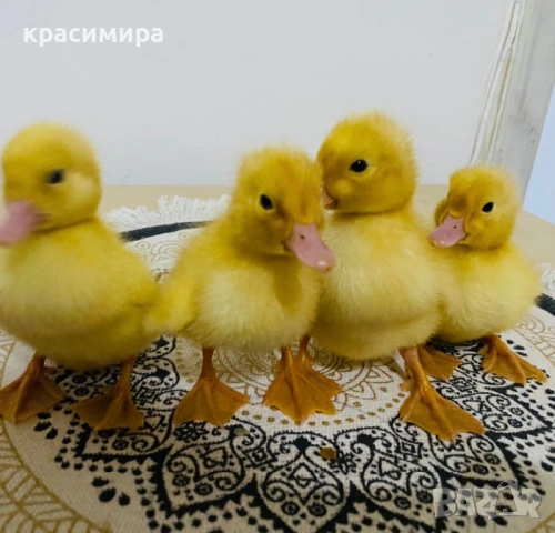 Оплодени яйца за люпене от пекински патици , снимка 3 - Кокошки и пуйки - 53993545