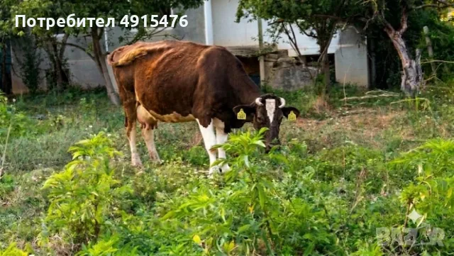 Продавам крава незаплодена