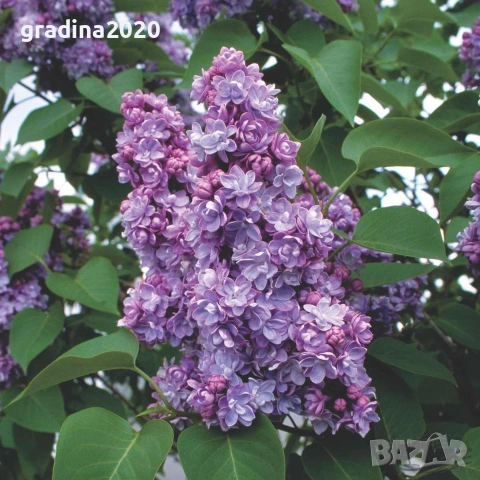 Люляк / Lilac, снимка 7 - Разсади - 51517423