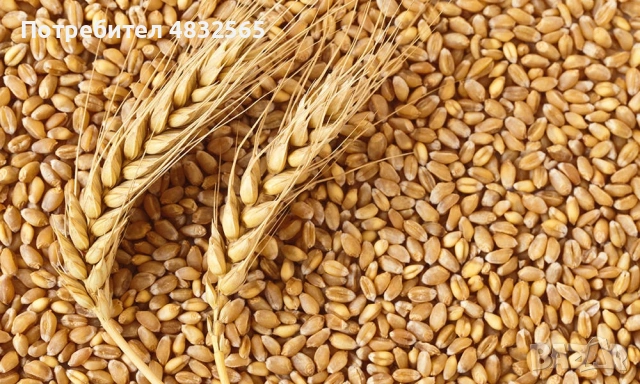 Продавам Пшеница - Люцерна - Сено