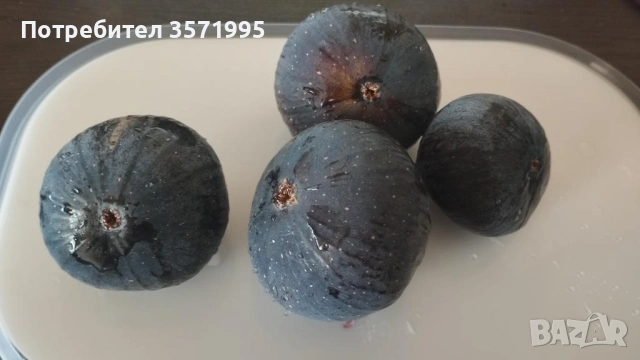Фиданки смокини , Brogiotto nero, снимка 10 - Разсади - 54517840