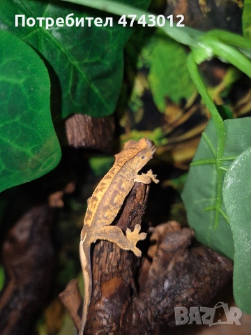 Ресничест бананояден гекон (Rhacodactylus ciliatus), снимка 7 - Гекон - 53540739