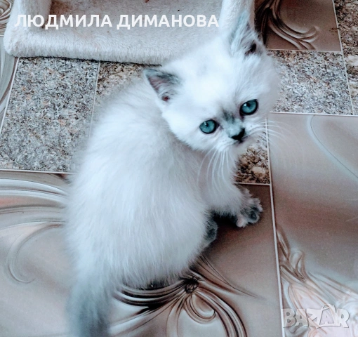 Шотландско момиче със сини очи , снимка 2 - Британска късокосместа - 54610385