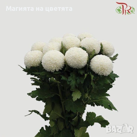 Хризантема разсад Пинг Понг бяла