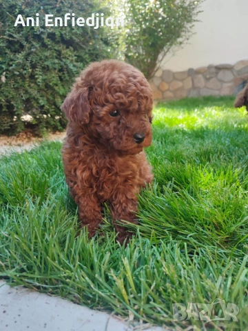 Пудел Той/Poodle Toy, снимка 10 - Пудели - 54553093